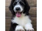 Aussiedoodle Puppy for sale in Thomson, GA, USA