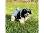 Shih-Poo Puppy for sale in Bonaparte, IA, USA