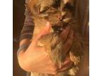 Havanese Puppy for sale in Gettysburg, PA, USA