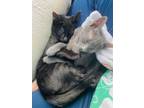 Adopt Mojo and Jojo a Domestic Short Hair