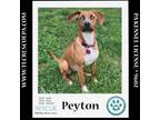 Adopt Peyton (The Police Pups) 030224 a Beagle, Shepherd