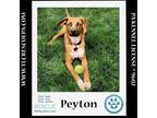 Adopt Peyton (The Police Pups) 030224 a Beagle, Shepherd