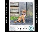 Adopt Peyton (The Police Pups) 030224 a Shepherd