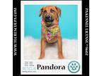 Adopt Pandora (The Police Pups) 030224 a Beagle, Shepherd