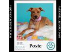 Adopt Posie (The Police Pups) 030224 a Labrador Retriever, Hound