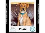 Adopt Posie (The Police Pups) 030224 a Beagle, Shepherd