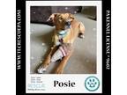 Adopt Posie (The Police Pups) 030224 a Beagle, Shepherd
