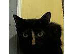 Adopt Streak (spirit cat) a Domestic Short Hair