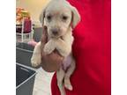 Labrador Retriever Puppy for sale in Riverview, FL, USA