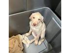 Large Yellow Lab Pup Male
