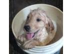 Golden Retriever Puppy for sale in Wilmington, NC, USA