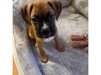 Boxer Pup