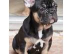 French Bulldog Puppy for sale in Menifee, CA, USA