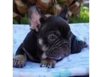 French Bulldog Puppy for sale in Menifee, CA, USA