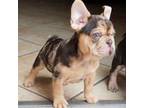 French Bulldog Puppy for sale in Menifee, CA, USA