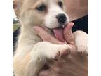 Mutt Puppy for sale in Utica, OH, USA