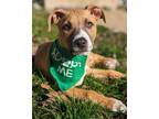 Adopt Jingle a American Staffordshire Terrier, Pit Bull Terrier