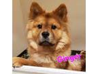 Adopt Ginger a Chow Chow