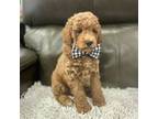 Poodle (Toy) Puppy for sale in Hayward, CA, USA