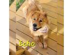 Adopt Echo a Chow Chow