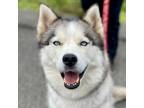 Adopt Athena a Husky, Terrier