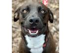 Adopt Lilliana a Black Mouth Cur, Terrier