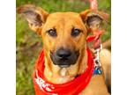 Adopt Remi a Black Mouth Cur, Terrier