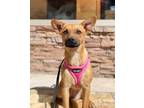 Adopt Purdie a Mixed Breed