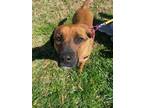 Adopt Lizzie a Black Mouth Cur, Shepherd