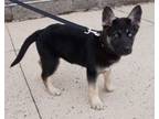 Adopt Harper a German Shepherd Dog, Border Collie