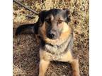 Adopt Hachi a German Shepherd Dog