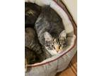 Adopt Jade a Domestic Medium Hair