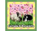 Adopt Cortada LOUISVILLE a Mini Rex