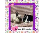 Adopt Cortada a Mini Rex