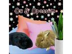 Adopt Opossum a Lionhead, Bunny Rabbit
