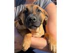 Adopt Rosie a Mountain Cur, Terrier