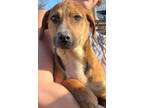 Adopt Louise a Mountain Cur, Terrier