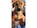 Adopt Patterson a Mountain Cur, Terrier