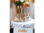 Adopt Galileo a Domestic Short Hair