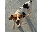 Adopt Jellybean CS a Beagle, Jack Russell Terrier