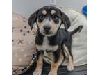 Adopt Baby Girl a Labrador Retriever, Border Collie