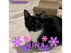 Adopt Nina Flowers a Domestic Short Hair