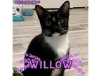 Adopt Willow Pill a Domestic Short Hair
