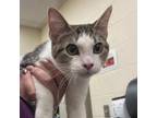 Adopt Rosie a Domestic Short Hair