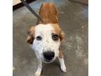 Adopt Ginger a Mixed Breed