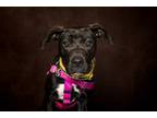 Adopt Sky a Pit Bull Terrier