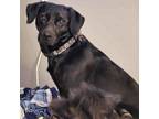 Adopt Lilah a Black Labrador Retriever, Mixed Breed