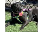 Adopt Aiesha a Black Labrador Retriever, Mixed Breed