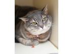 Adopt Zoey a Domestic Short Hair