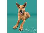 Adopt Olivia a Carolina Dog